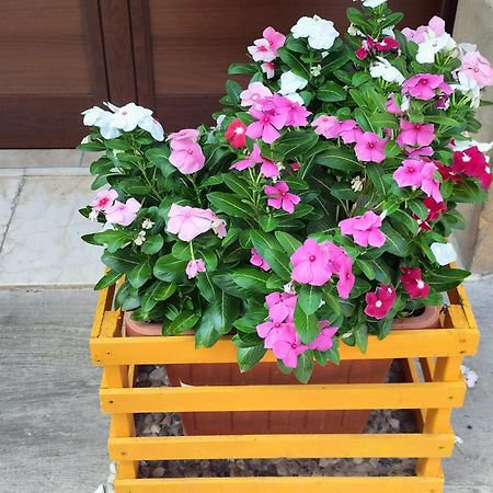 La Casa Di Anita Nel Cuore Di Segesta 칼라타피미 객실 사진